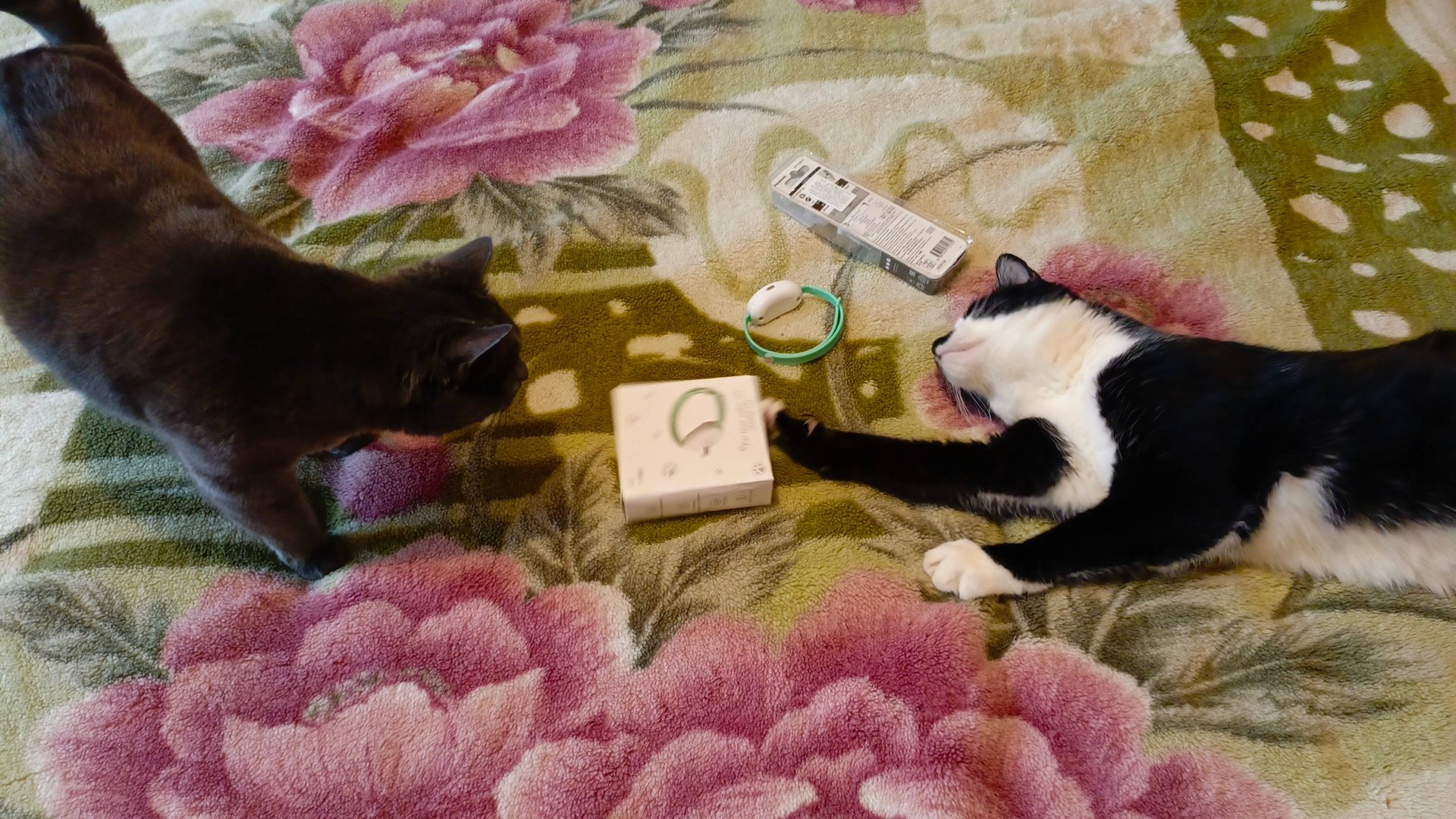 Котик Барсик и кошечка Дарси получают подарки от канала 😻 Тафиня-Графиня 😻 смотреть онлайн
