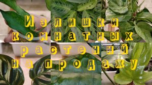 ИЗЛИШКИ МОИХ КОМНАТНЫХ РАСТЕНИЙ НА ПРОДАЖУ