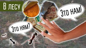 День в лесу. Радиосвязь на КВ из леса.