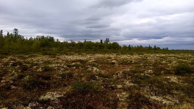 Тундра зацвела смотреть онлайн