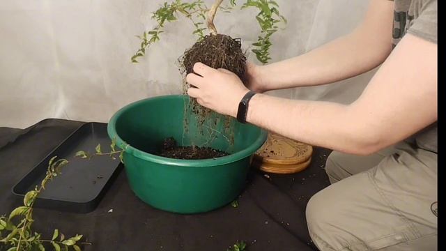 √3 гранат 111(Бонсай)