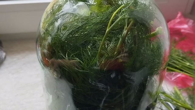 Малосольные огурцы