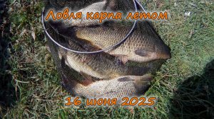 Ловля карпа 16 июня 2025