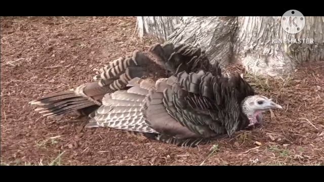 мы родились в Сибири//образцовая семья//обзор канала смотреть онлайн