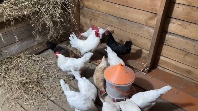 У нас пополнение. Теперь они будут жить с нами. Готовим с любовью. Жизнь простых людей в деревне. смотреть онлайн