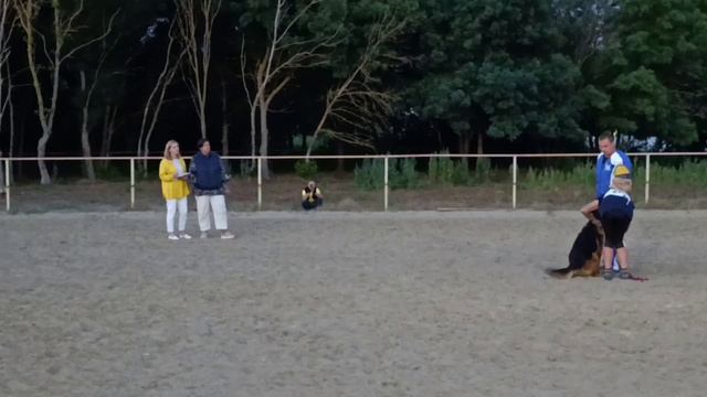 3 Отл. Зависть Богов ИМПЕРАТОР Лучшая защита! №19. КЧК НОВОРОССИЙСК 13 июня`25 Ю.Овсянникова Моно