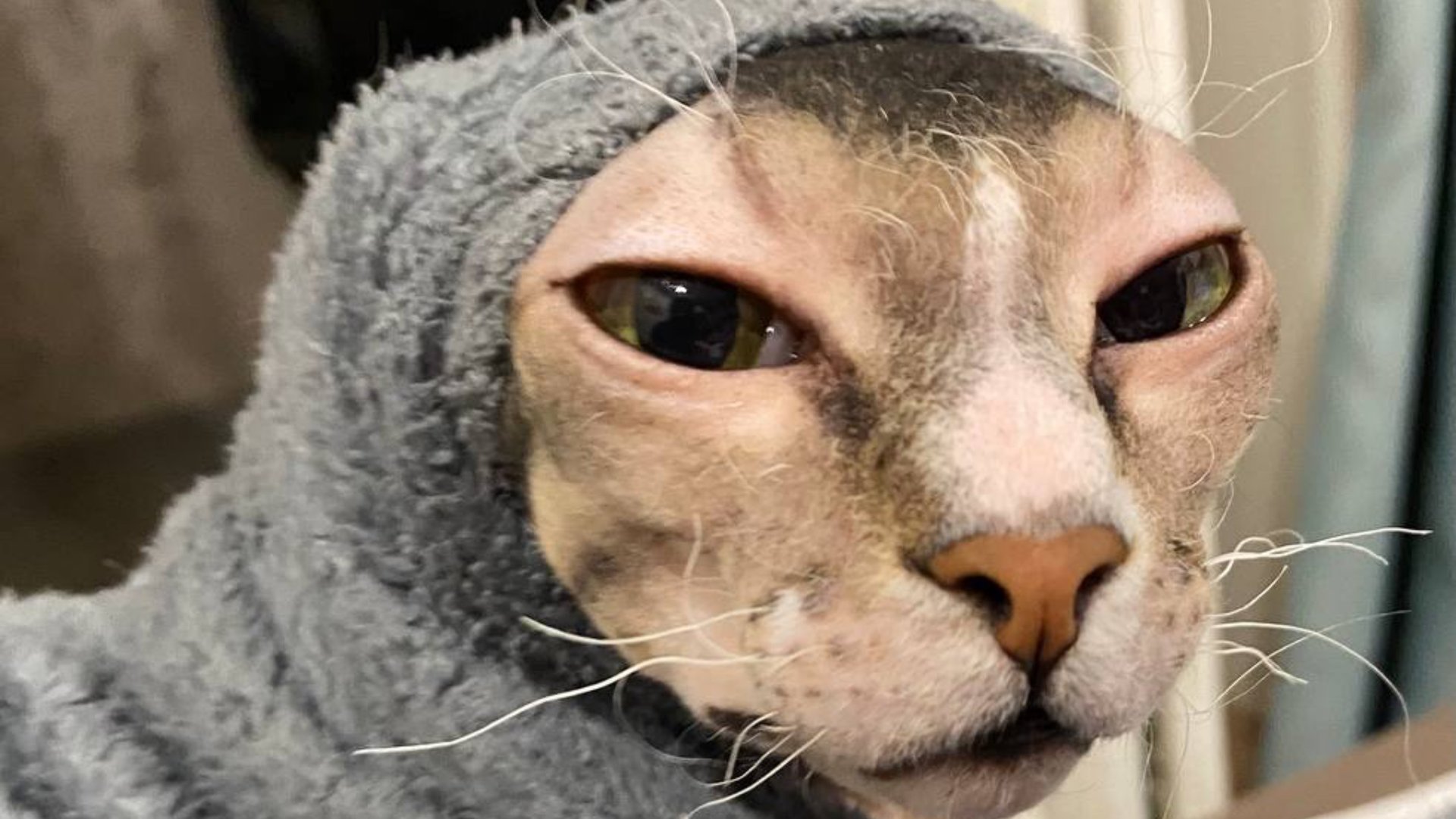 Пушистая и лысый друг