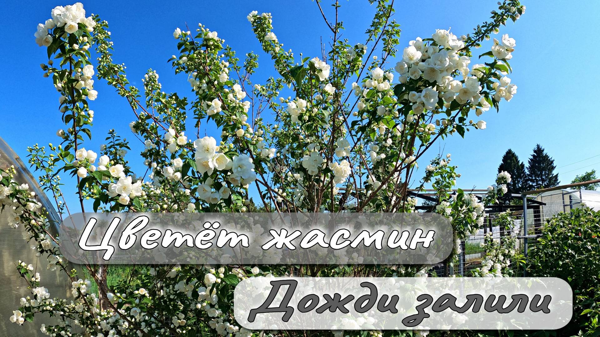 ЦВЕТЕТ ЖАСМИН ДОЖДИ ЗАЛИЛИ смотреть онлайн
