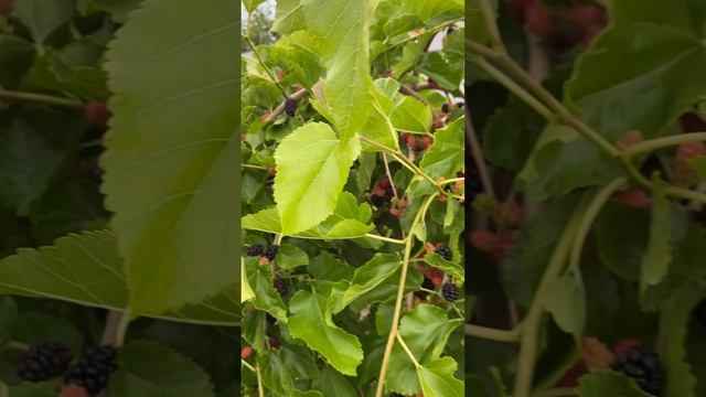 Шелковица на Средней Волге.