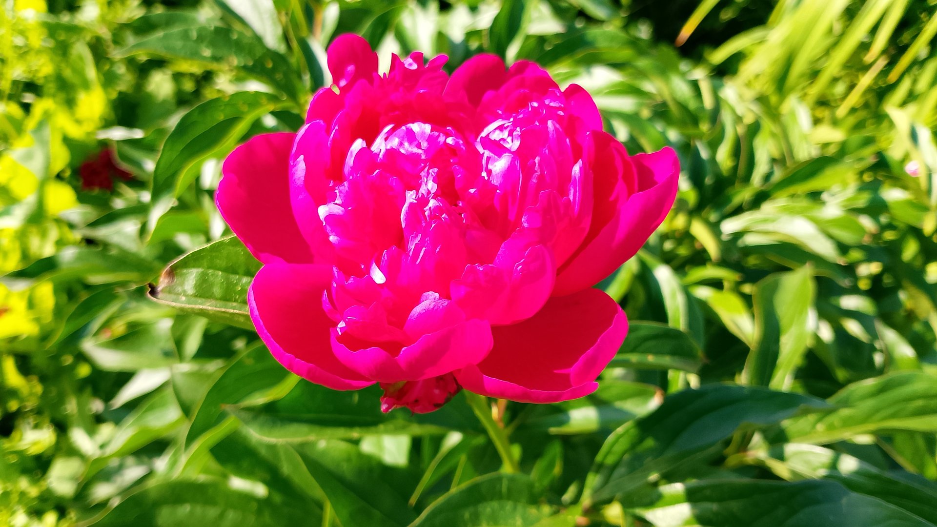 Мишкино утро 18-06-2025, 08:00. Пион, первое цветение! Красота! смотреть онлайн