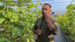 Нормировка винограда гроздями.