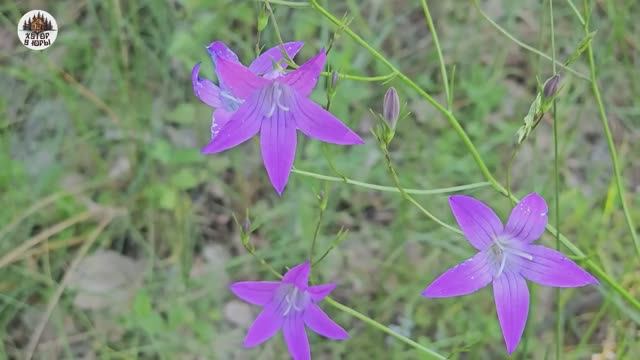 Между опалубкой и фундаментом уехал на рыбалку на р.Припять с друзьями. смотреть онлайн