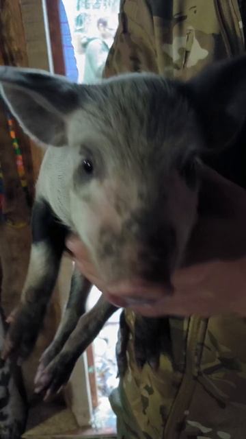 Ваши Документы смотреть онлайн