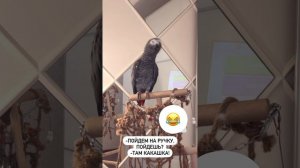 Радио Валера. И песенку споет. И надоест и развеселит😁