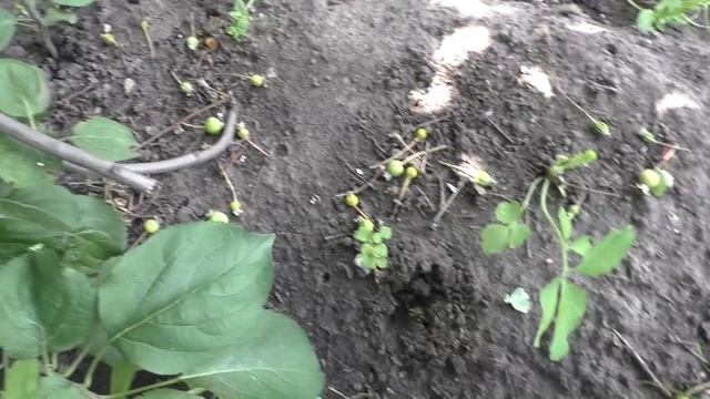 Корнесобственные саженцы яблони отрезал от маточного дерева