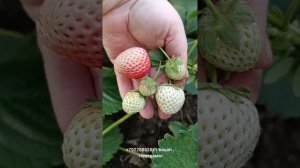 Клубника белоплодная 4 сорта.