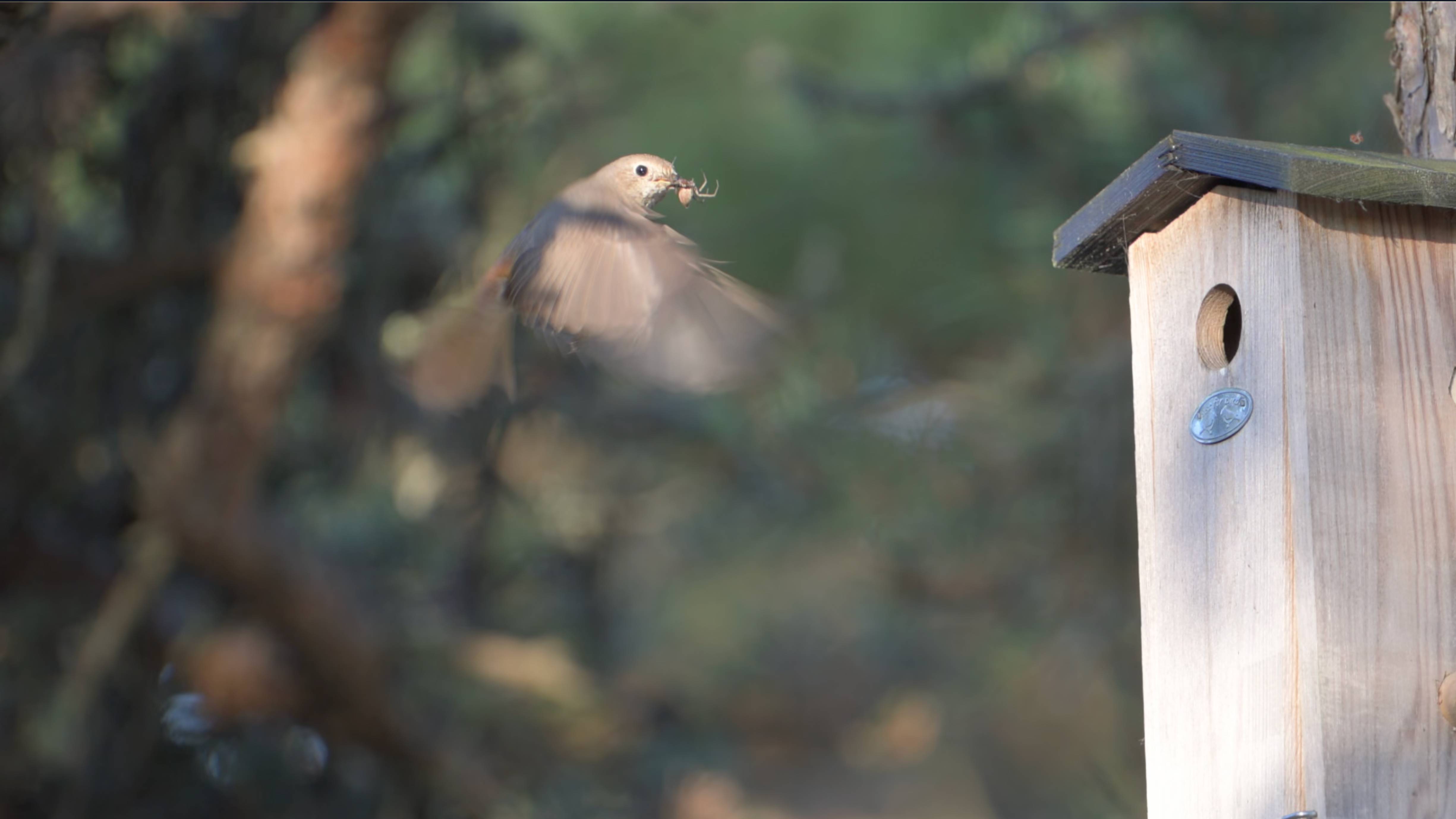 Заботы Горихвостки