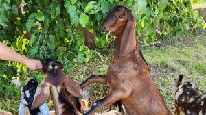 Июньская забота по хозяйству. Часть 1-ая.