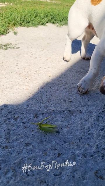 Джек Рассел против Богомола.Дачная жизнь