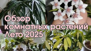 ОБЗОР КОЛЛЕКЦИИ МОИХ КОМНАТНЫХ РАСТЕНИЙ | ЛЕТО 2025 |