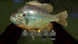 ТРОФЕЙ СОЛНЕЧНЫЙ ОКУНЬ!!!СЕВЕРСКИЙ ДОНЕЦ - РУССКАЯ РЫБАЛКА 4