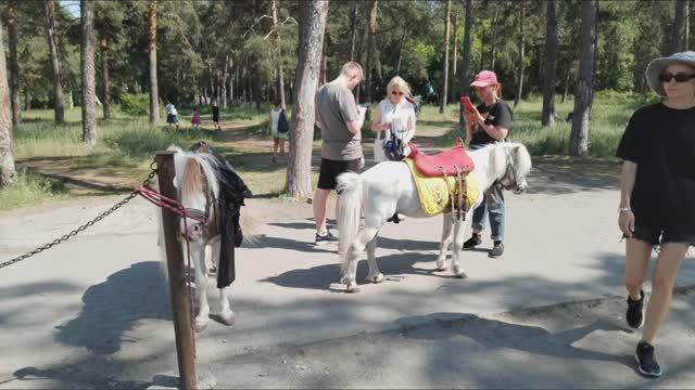 Катание на пони для детей. смотреть онлайн