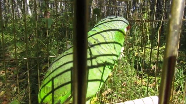 Загадочный лес смотреть онлайн