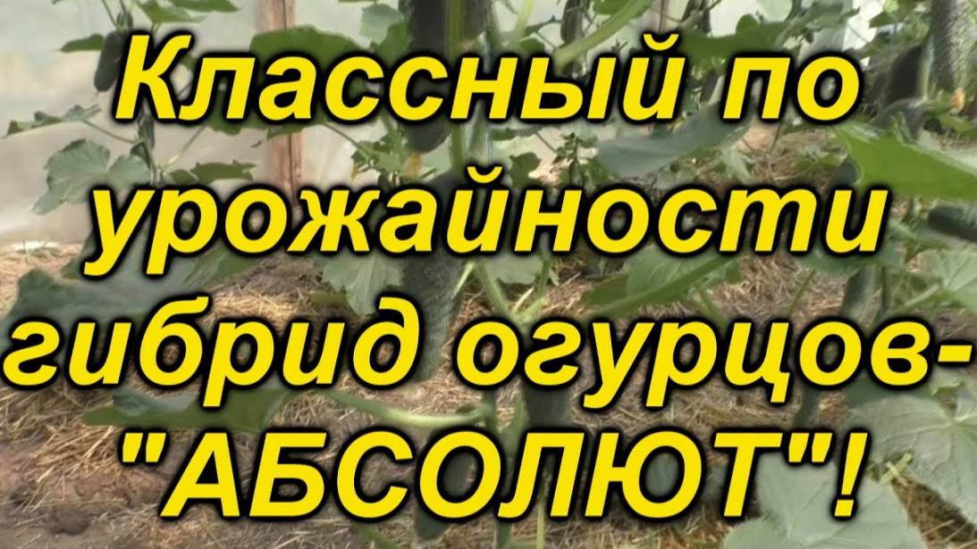 Выращивание огурцов гибрида "Абсолют". Полный разбор агротехники и ошибок. смотреть онлайн