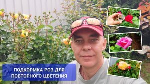 🔥 Подкормка для запуска цветения роз и гортензий на максимум 🌹🌸 Как подкормить розы 🌹