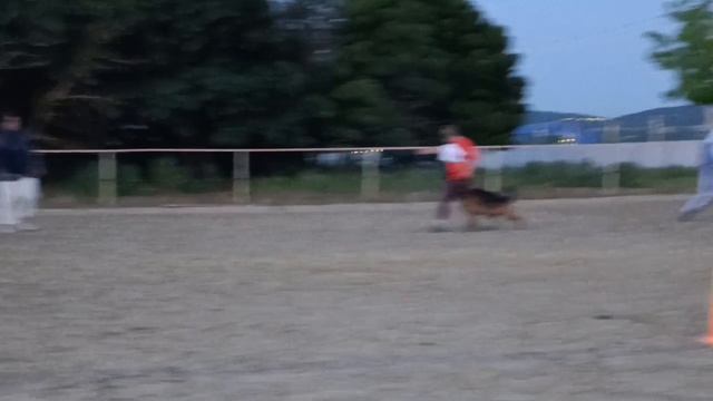 2 Отл. СС Эвил Форкас ИСКАНДЕР +++ №18. КЧК НОВОРОССИЙСК 13 июня`25 Ю.Овсянникова Моно н/о