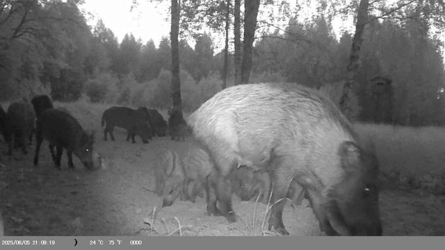Фотоловушка смотреть онлайн