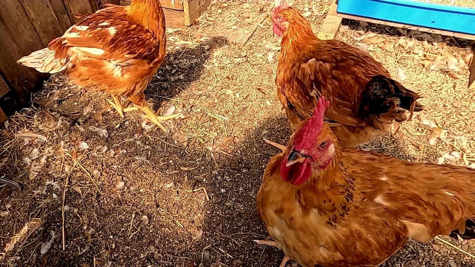 Отругала паризита.. Что нибудь да есть из-за этой погоды... смотреть онлайн