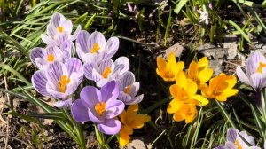 Апрельские первоцветы в Ботаническом саду МГУ