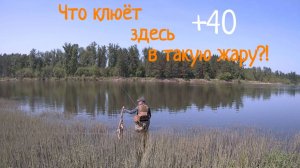 Рыбалка на реке Амыл. Жара, а комары звереют!