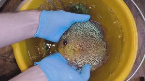 Отправки дискусов по России