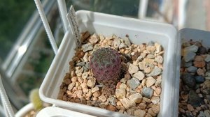 Обзор кактусов