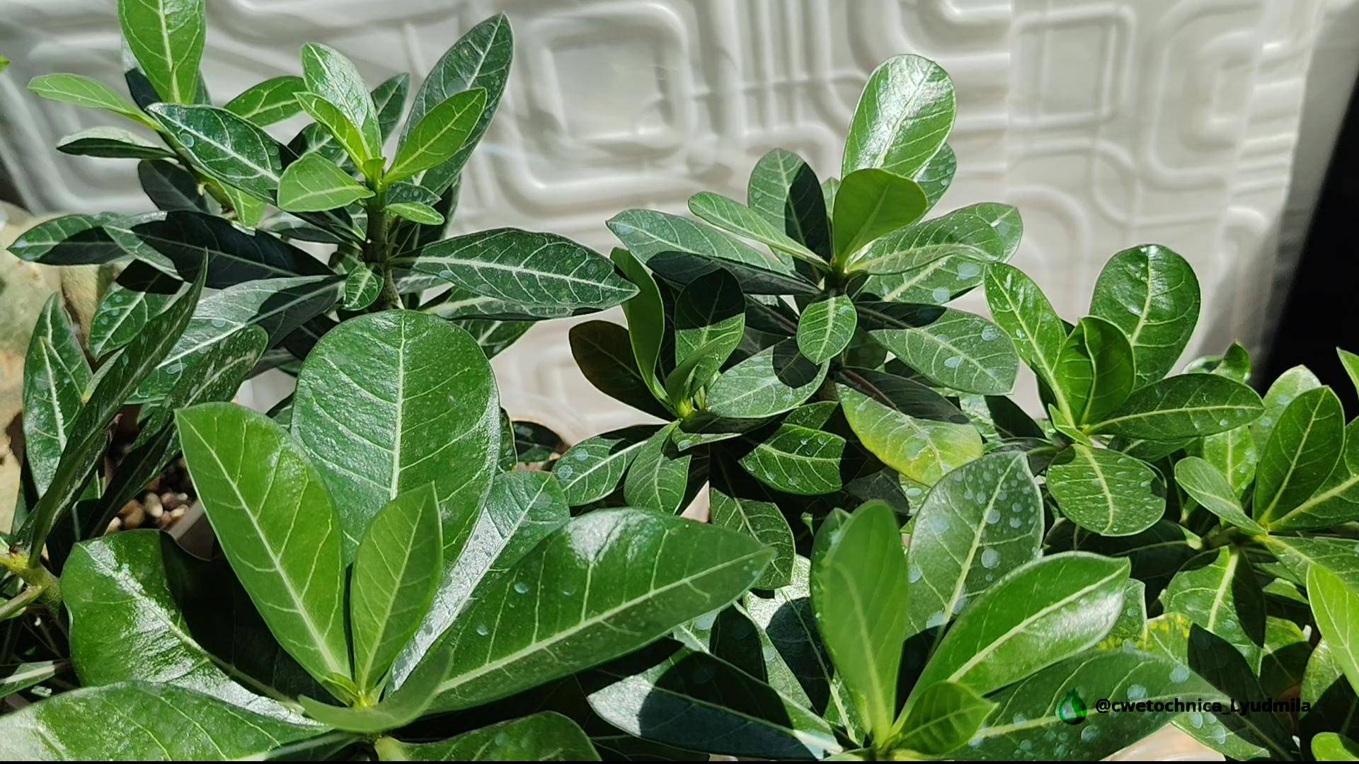 Сеянцы и немного цветущих адениумов