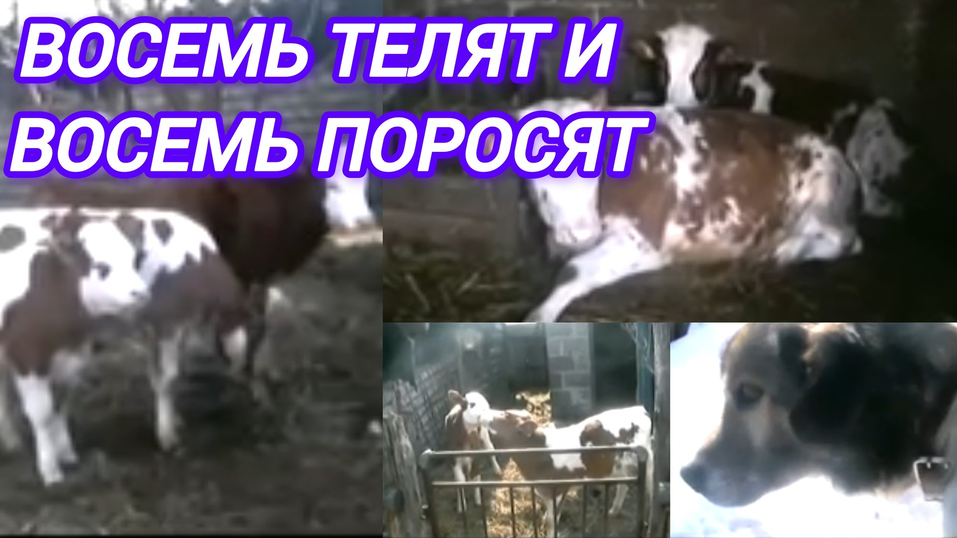 ВОСЕМЬ ТЕЛЯТ И ВОСЕМЬ ПОРОСЯТ смотреть онлайн
