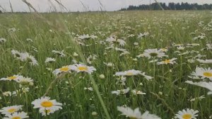 Дары природы Башкирии в июне 2025 г. Верхние Татышлы.