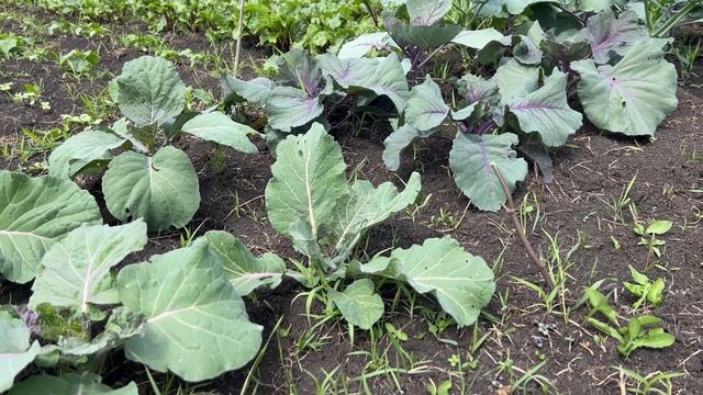 Зелень на огороде уже большая, пора ее заготавливать смотреть онлайн