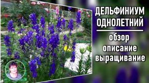Дельфиниум однолетний Чем так хорош этот цветок Полное описание