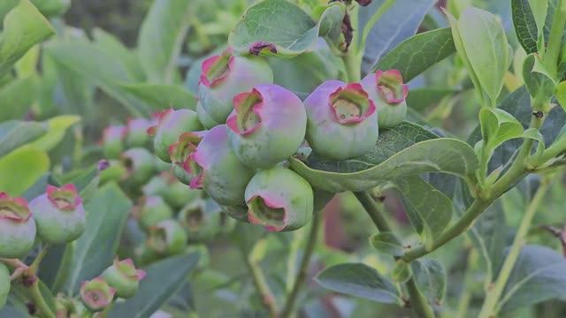 Какой выбрать забор каменный, деревянный или металлический смотреть онлайн