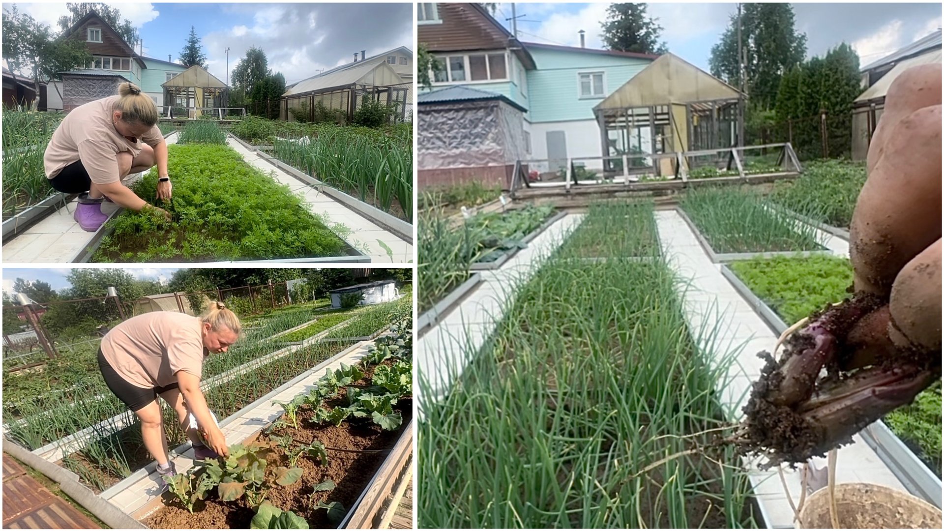 15 июня. На даче. Лук гниёт. Прополола, прорыхлила, табачной пылью опылила смотреть онлайн