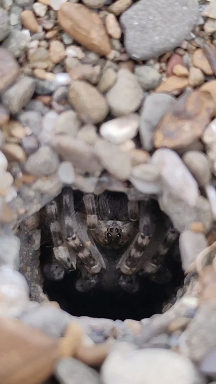 Южнорусский тарантул в окрестностях Горячего ключа смотреть онлайн