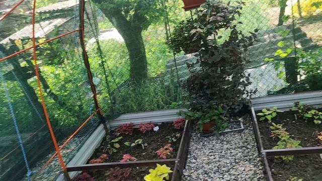 Обзор 3 летних площадок . Петунии колеусы фуксии пеларгонии. Где разместить много растений в летом смотреть онлайн