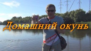 Константин Кузьмин. Домашний окунь, 2014 год