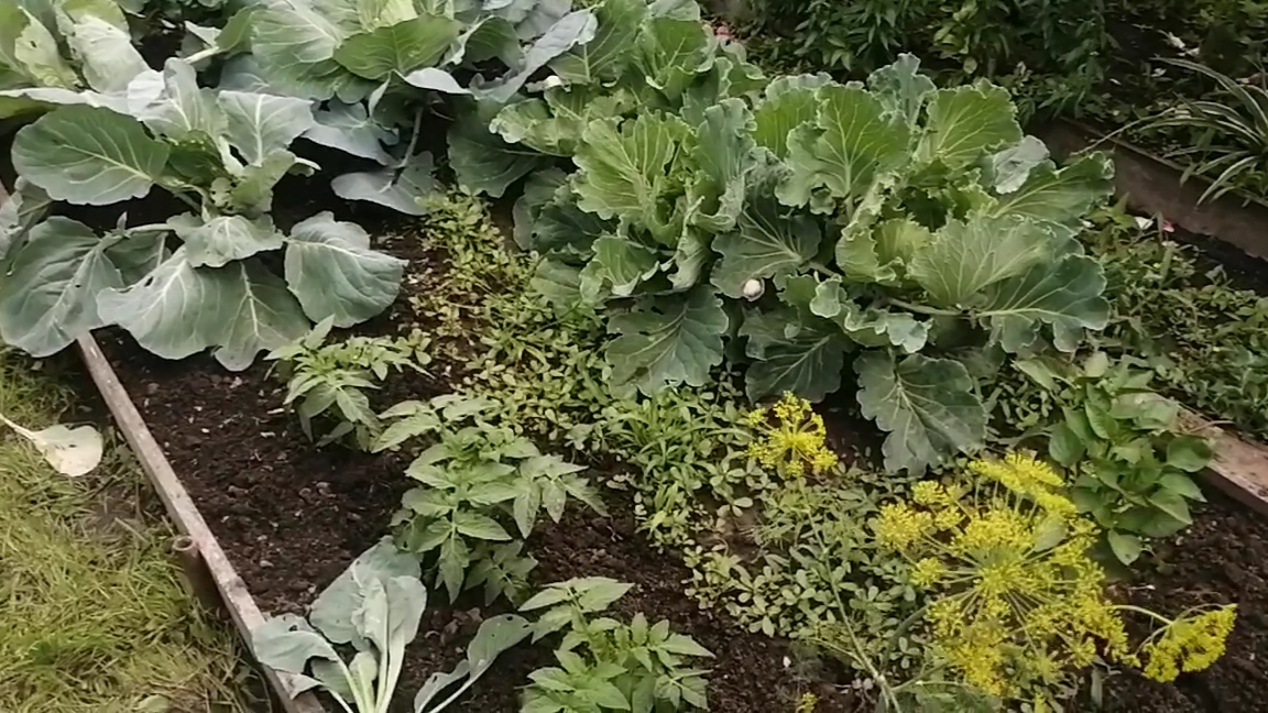 Огородный дневник, июнь 2025. Капуста, томаты, перцы, крыжовник....
