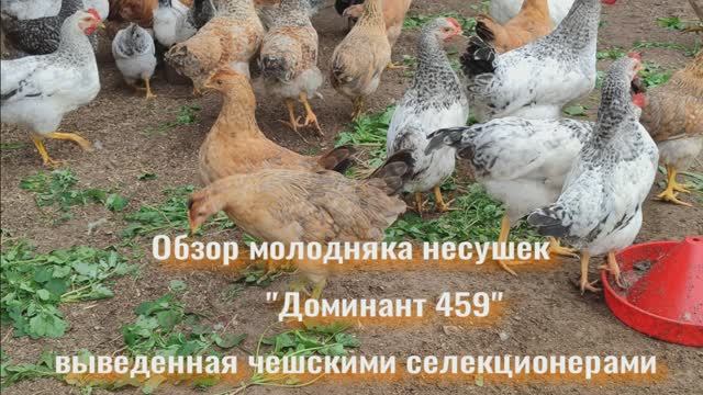 Куры-несушки породы Доминант 459: особенности смотреть онлайн