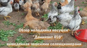Куры-несушки породы Доминант 459: особенности