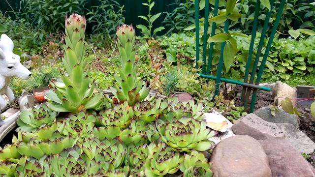 1000024556.mp4
мои цветочки...🤗🤗🤗 смотреть онлайн